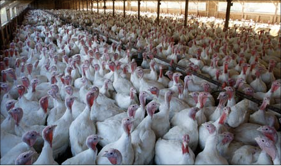 Photo of https://visionarysociety.org/images/news/Chickens_in_factory.png