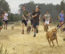 cross-country-team-takes-shelter-dogs-for-run.jpg