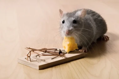 rat-et-fromage-788959.webp